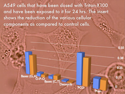 A549 cells that have been dosed with Triton-X100 and have been exposed to it for 24 hrs. The insert shows the reduction of the various cellular components as compared to control cells.