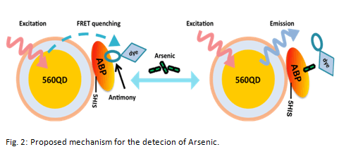 Fig. 2: Proposed mechanism for the detecion of Arsenic.